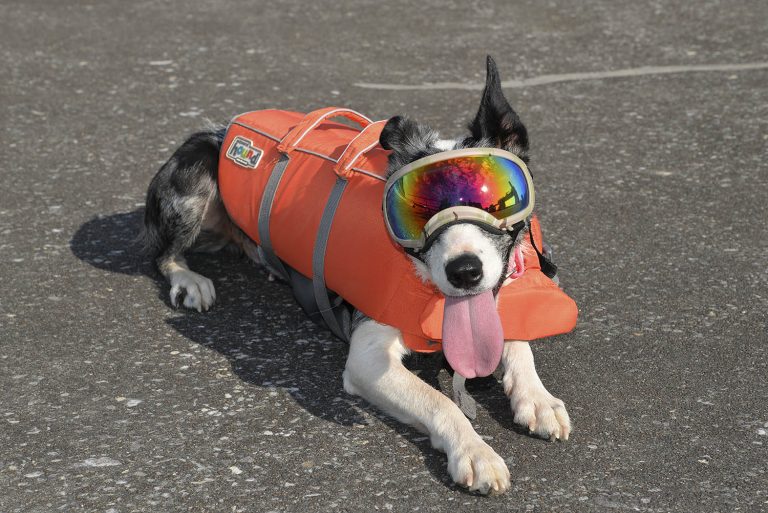 The Corps’ Newest Dam Dog Arrives At Cannelton Locks - The Waterways