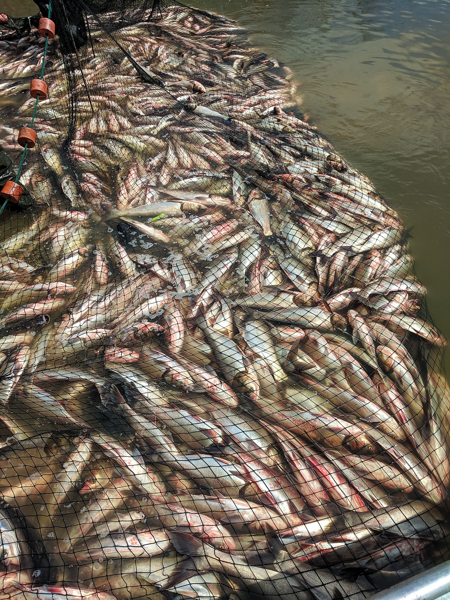 Asian Carp Fishing Method Being Tested In Kentucky - The Waterways Journal
